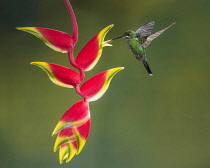 Animals, Birds, A female Green-crowned Brilliant Hummingbird, Heliodoxa jacula, feeds on the nectar of a Lobster Claw Heliconia in Costa Rica.