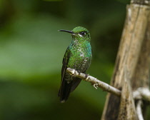 Animals, Birds, A female Green-crowned Brilliant Hummingbird, Heliodoxa jacula, perches on a branch in the rain forest in Costa Rica.