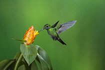Animals, Birds, A female Green-crowned Brilliant Hummingbird, Heliodoxa jacula, feeds on the nectar of a tropical Costus flower in Costa Rica.