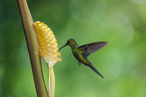 Animals, Birds, A male Green-crowned Brilliant Hummingbird, Heliodoxa jacula, feeds on the nectar of a tropical Rattlesnake Plant in Costa Rica.