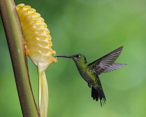 Animals, Birds, A female Green-crowned Brilliant Hummingbird, Heliodoxa jacula, feeds on the nectar of a tropical Rattlesnake Plant in Costa Rica.