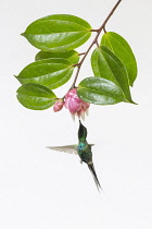 Animals, Birds, A Green Thorntail Hummingbird, Discosura conversii, feeding on the nector of a tropical blueberry flower in Costa Rica. Photographed in high key lighting for artistic effect.