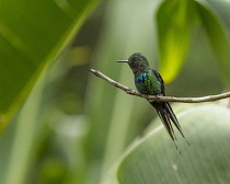 Animals, Birds, A Green Thorntail Hummingbird, Discosura conversii, perches on a branch near Bajos del Toro in Costa Rica.