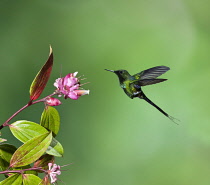 Animals, Birds, A Green Thorntail Hummingbird, Discosura conversii, coming in to feed on a tropical blueberry flower in Costa Rica.