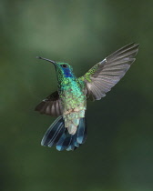 Animals, Birds, A Green Violet-ear Hummingbird, Colibri thalassinus, in flight in the Savegre River Valley of Costa Rica.
