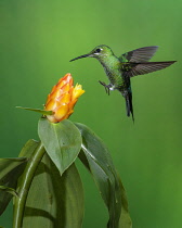 Animals, Birds, A female Green-crowned Brilliant Hummingbird, Heliodoxa jacula, approaches a yellow Costus flower to feed in Costa Rica.