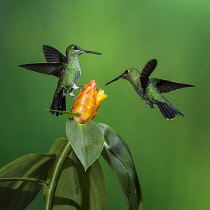 Animals, Birds, A female Green-crowned Brilliant Hummingbird, Heliodoxa jacula, protects her feeding spot from another female in Costa Rica.