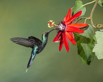 Animals, Birds, A Green Hermit Hummingbird, Phaethornis guy, feeding on the nector of a passion flower blossom in Costa Rica.