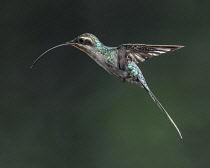 Animals, Birds, A Green Hermit Hummingbird, Phaethornis guy, in flight in Costa Rica.