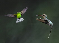 Animals, Birds, A Green Hermit Hummingbird, Phaethornis guy, and a Coppery-headed Emerald Hummingbird, Elvira cupreiceps, in flight in Costa Rica.