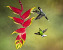 Animals, Birds, A Green Hermit Hummingbird, Phaethornis guy, feeding on the nector of a Lobster Claw Heliconia flower while a Coppery-headed Emerald Hummingbird waits his turn. Costa Rica