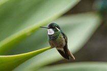 Animals, Birds, A male Grey-tailed or Gray-tailed Mountaingem, Lampornis cinereicauda, perched on an agave leaf in the Savegre River Valley of Costa Rica. Until recently it was believed to be a subspe...