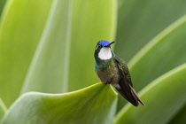 Animals, Birds, A male Grey-tailed or Gray-tailed Mountaingem, Lampornis cinereicauda, perched on an agave leaf in the Savegre River Valley of Costa Rica. Until recently it was believed to be a subspe...