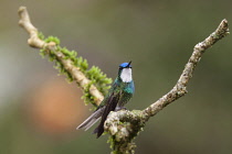 Animals, Birds, A male Grey-tailed or Gray-tailed Mountaingem, Lampornis cinereicauda, perched on a branch in the Savegre River Valley of Costa Rica. Until recently it was believed to be a subspecies...