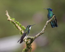 Animals, Birds, A male Green Violetear Hummingbird, Colibri thalassinus, and a male Grey-tailed or Gray-tailed Mountaingem, Lampornis cinereicauda, face off in a territorial display in the Savegre River Valley in Costa Rica. The Violetear has spread his 'ear' feathers to appear more aggressive. Until recently the grey-tailed Mountaingem was believed to be a subspecies of the white-throated mountaingem, Lampornis castaneoventris.