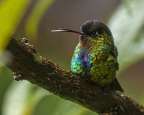 Animals, Birds, Fiery-throated Hummingbird, Panterpe insignis, with its brilliant irridescent colors, perches on a branch in the high cloud forest of the Talamanca Mountains of Costa Rica and sticks o...