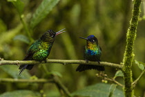 Animals, Birds, Two Fiery-throated Hummingbird, Panterpe insignis, face off on a branch in Costa Rica.