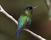 Animals, Birds, Fiery-throated Hummingbird, Panterpe insignis, perches on a branch in the high cloud forest of the Talamanca Mountains of Costa Rica.