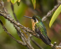 Animals, Birds, A female Grey-tailed or Gray-tailed Mountaingem, Lampornis cinereicauda, perched on a branch in the Savegre River Valley of Costa Rica. Until recently it was believed to be a subspecie...