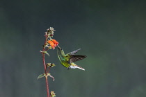 Animals, Birds, A Coppery-headed Emerald Hummingbird approaches a tropical Kohleria flower in Costa Rica. The bird is also pollinating the flowers as it moves from one to another to feed.