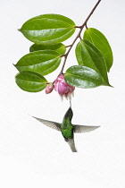 Animals, Birds, A male Coppery-headed Emerald Hummingbird, Elvira cupreiceps, feeds on the nector of a neotropical blueberry flower in Costa Rica. Photographed in high key for artistic effect.