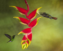 Animals, Birds, A Coppery-headed Emerald and a Rufous-tailed Hummingbird feed together on a Lobster Claw Heliconia in Costa Rica.