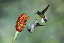 Animals, Birds, A Black-bellied Hummingbird and a Coppery-headed Emerald Hummingbird face off in competition for a feeding site on a Costus flower in Costa Rica.