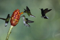 Animals, Birds, Black-bellied Hummingbird, Euperusa nigriventris, and a Coppery-headed Emerald Hummingbird, - Elvira cupreiceps compete for feeding space on a Costus flower in Costa Rica.