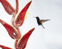 Animals, Birds, A male Black-bellied Hummingbird, Euperusa nigriventris, and Hairy Heliconia flower, Heliconia vellerigera, in Costa Rica. Photographed in high key for artistic effect.