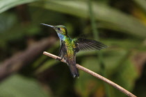 Animals, Birds, A male Blue-chested Hummingbird, Amazilia amabilis, perched on a branch in the Rainforest Discovery Center in Panama.