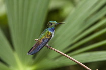 Animals, Birds, A male Blue-chested Hummingbird, Amazilia amabilis, perched on a branch in the Rainforest Discovery Center in Panama.