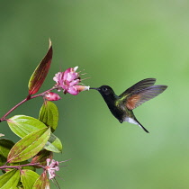 Animals, Birds, A Black-bellied Hummingbird, Euperusa nigriventris, feeds on the nector of a tropical blueberry flower, and in the process, pollinates the flowers as it flies from one to the next. Cos...