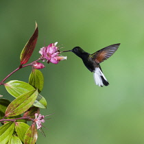 Animals, Birds, A Black-bellied Hummingbird, Euperusa nigriventris, approaches a tropical blueberry flower to feed, and in the process, pollinates the flowers as it flies from one to the next. Costa R...