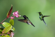 Animals, Birds, A male Black-bellied Hummingbird, Euperusa nigriventris, pollinates a tropical blueberry flower while a Green Thorntail Hummingbird, Discosura conversii, waits its turn. Costa Rica.