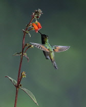Animals, Birds, A Black-bellied Hummingbird, Euperusa nigriventris, feeds on the nector of a tropical flower of the Kohleria genus of the Gesneriaceae or African Violet family, and in the process, pol...