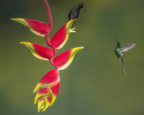 Animals, Birds, A Black-bellied Hummingbird, Euperusa nigriventris, sits on a lobster-claw heliconia while a Green Thorntail Hummingbird, Discosura conversii, hovers nearby in Costa Rica.