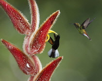 Animals, Birds, A Black-bellied Hummingbird, Euperusa nigriventris, warns off a Coppery-headed Emerald Hummingbird, Elvira cupreiceps, attempting to feed on a hairy heliconia flower, Heliconia velleri...