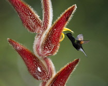 Animals, Birds, A Black-bellied Hummingbird, Euperusa nigriventris, feeds on the nector of a tropical Hairy Heliconia flower, Heliconia vellerigera, and in the process, pollinates the flowers as it fl...