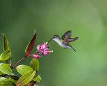 Animals, Birds, A Black-bellied Hummingbird, Euperusa nigriventris, approaches a tropical blueberry flower to feed, and in the process, pollinates the flowers as it flies from one to the next. Costa R...