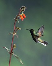 Animals, Birds, A Black-bellied Hummingbird, Euperusa nigriventris, approaches a tropical flower of the Kohleria genus of the Gesneriaceae or African Violet family, to feed, and in the process, pollin...