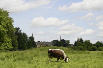 England, Oxford, Christ Church, longhorn cattle on Christ Church meadow.