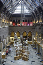 England, Oxford, Natural History Museum interior gallery.