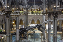 England, Oxford, Natural History Museum, dinosaur skeletons.