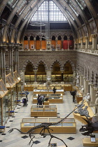 England, Oxford, Natural History Museum, dinosaur skeletons.