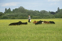 England, Oxford, Port Meadow, cattle and walkers share the meadow.