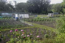 England, Oxford, Port Meadow, Allotments and community gardening.