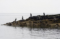 England, Northumberland, Farne Island, Cormorants, Phalacrocorax Carbo, sat on rocks.