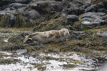 England, Northumberland, Farne Island, North Atlantic Grey Seal, Halichoerus Grypus, lying on seaweed covered rocks.