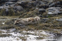 England, Northumberland, Farne Island, North Atlantic Grey Seal, Halichoerus Grypus, lying on seaweed covered rocks.