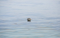 England, Northumberland, Farne Island, North Atlantic Grey Seal, Halichoerus Grypus, with head above water.